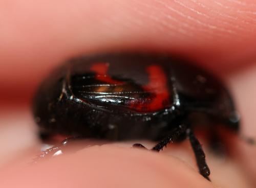 Hister quadrimaculatus